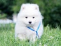 Samoyedo cachorro en venta