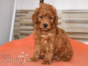 Miniature Poodle puppy for sale