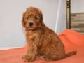 Miniature Poodle puppy for sale