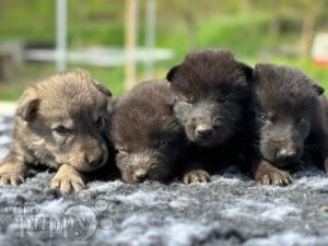 Czechoslovakian Wolfdog welpen kaufen