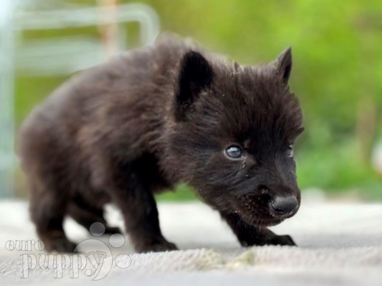 Czechoslovakian Wolfdog puppy for sale