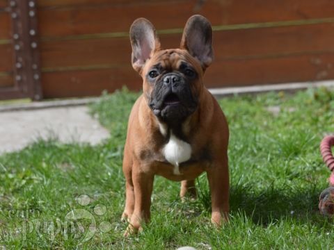 Französische Bulldogge welpen kaufen
