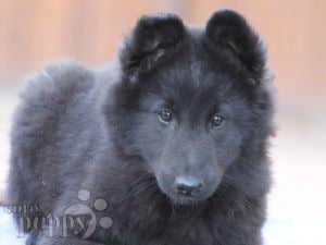 Groenandael Belgian Shepherd puppy for sale