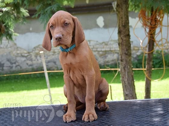 Magyar Vizsla puppy for sale