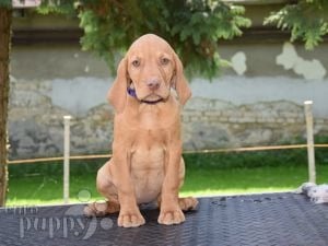 Vizsla Húngaro cachorro en venta