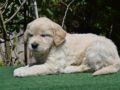 Golden Retriever puppy for sale