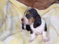 Basset Hound puppy for sale