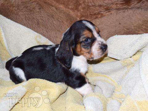 Basset Hound puppy for sale