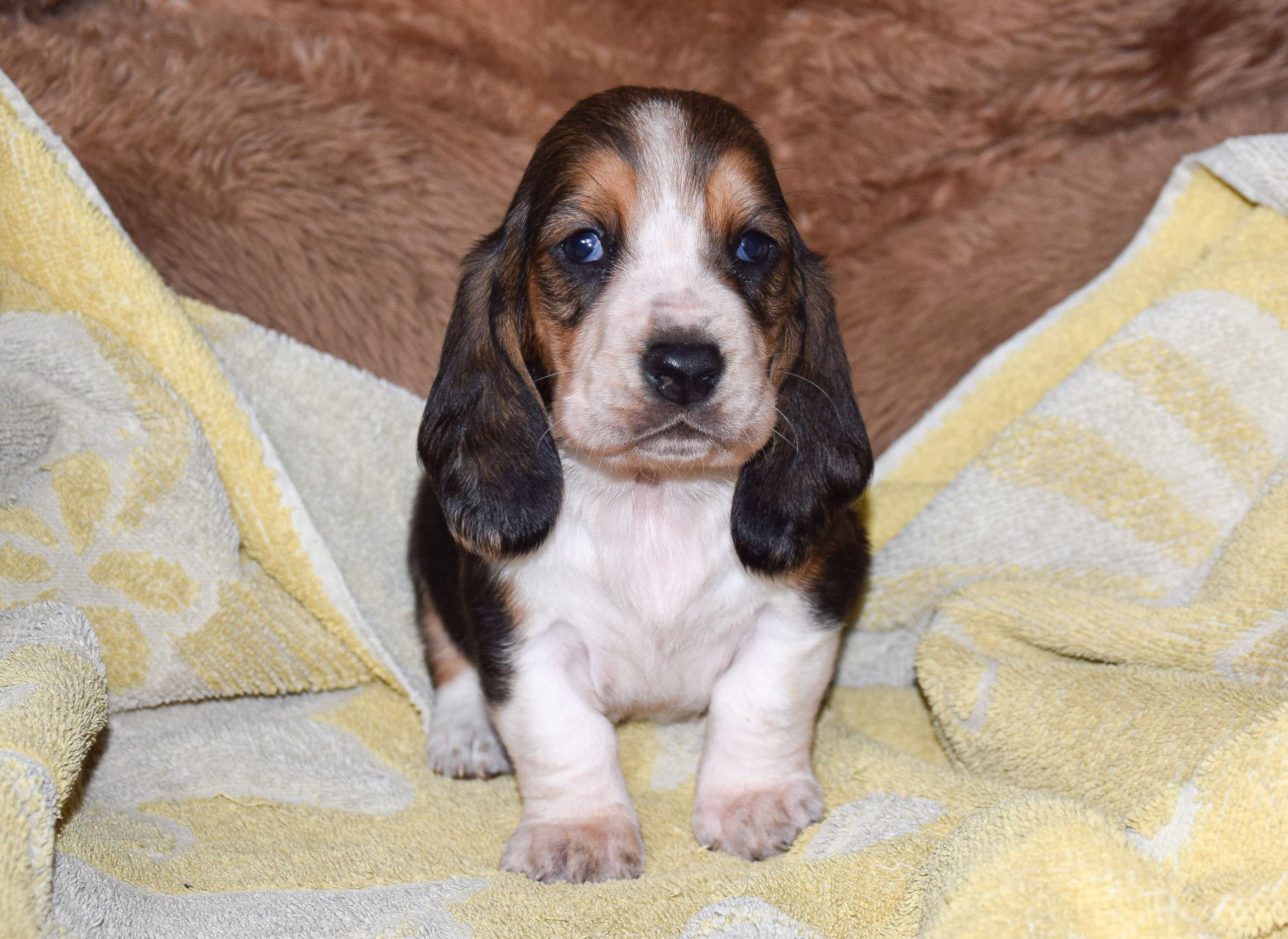 Basset hound great shops dane