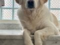 Chai - Golden Retriever, Euro Puppy review from Qatar