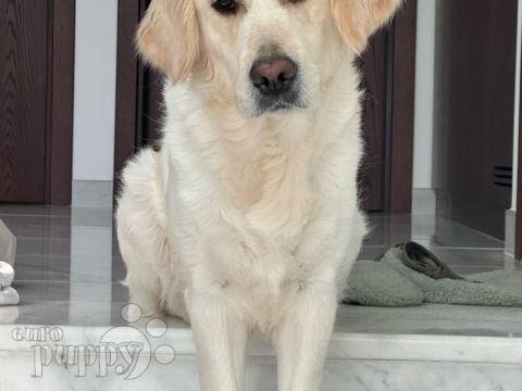 Chai - Golden Retriever, Euro Puppy review from Qatar