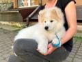 Samoyed puppy for sale