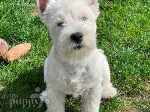 West Highland White Terrier welpen kaufen