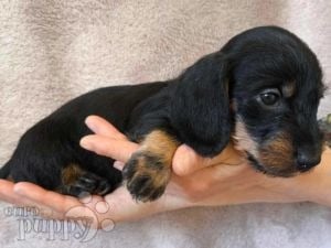 Dachshund puppy for sale