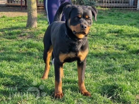 Rottweiler puppy for sale