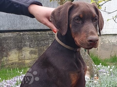 Doberman Pinscher cachorro en venta