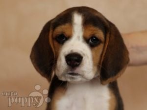Beagle welpen kaufen