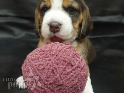 Beagle cachorro en venta