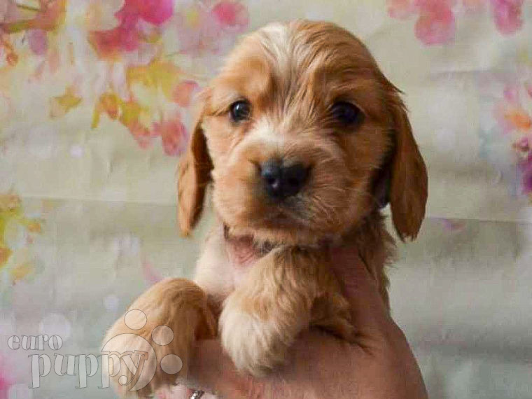 English Cocker Spaniel puppy for sale