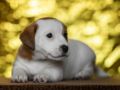 Jack-Russell-Terrier welpen kaufen
