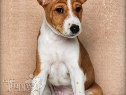 Basenji puppy for sale