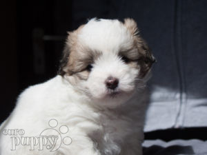 Coton de Tulear puppy for sale