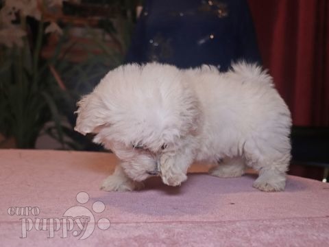 Bichón Bolonés cachorro en venta