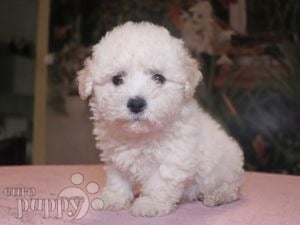 Bolognese puppy for sale