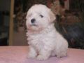Bolognese puppy for sale