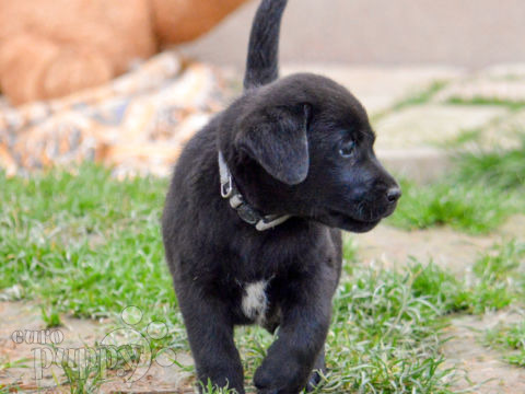 Labrador Retriever welpen kaufen