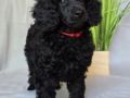 Standard Poodle puppy for sale