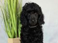 Standard Poodle puppy for sale