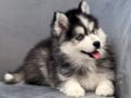 Pomsky puppy for sale