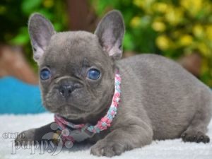French Bulldog puppy for sale