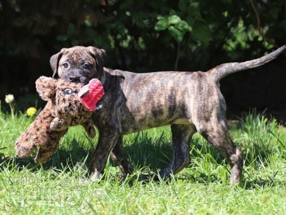 Dogo Canario puppy for sale