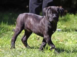 Canary Dog puppy for sale