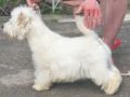 West Highland White Terrier puppy for sale