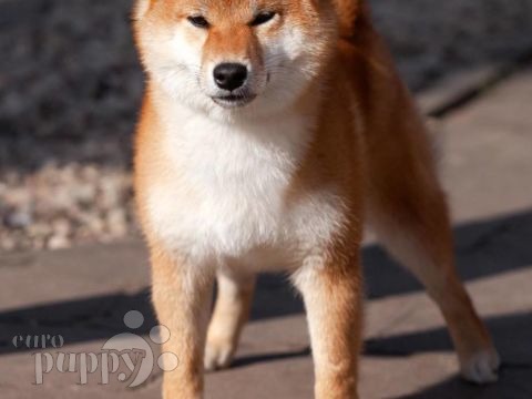 Shiba Inu puppy for sale