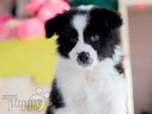 Border Collie puppy for sale