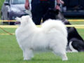 Samoyedo cachorro en venta