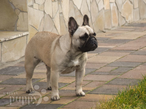 Bulldog Francés cachorro en venta