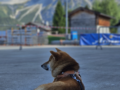 Kiba - Shiba Inu, Euro Puppy review from Switzerland