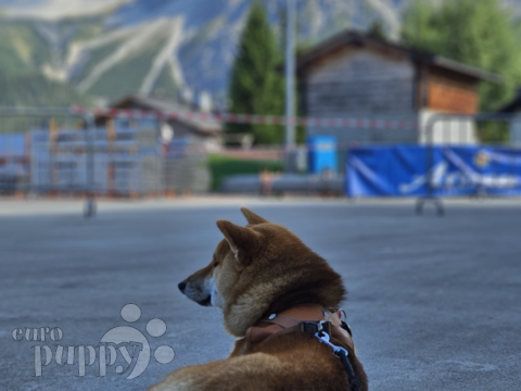 Kiba - Shiba Inu, Euro Puppy review from Switzerland
