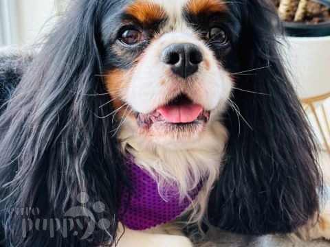 Cortez - Cavalier King Charles Spaniel, Euro Puppy review from Qatar