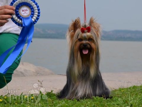 Yorkshire Terrier cachorro en venta