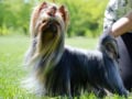 Yorkshire Terrier welpen kaufen