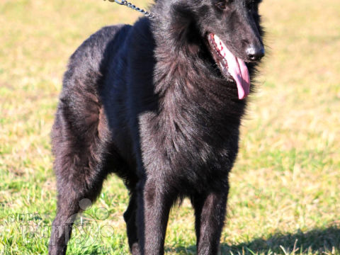 Belgian Sheepdog puppy for sale