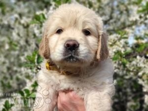 Golden Retriever cachorro en venta
