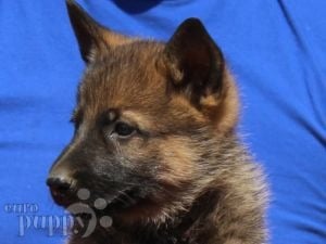 German Shepherd Dog puppy for sale
