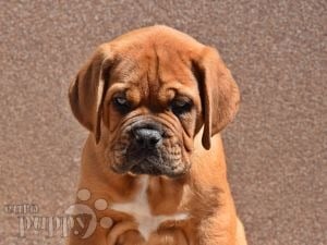 Mastín Francés cachorro en venta